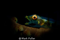Snooted Goby yawning by Mark Fuller 